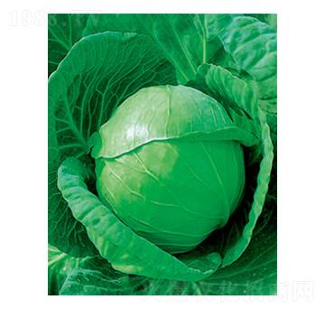 中甘十一甘藍(lán)種子-太樂種業(yè)