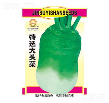 特選大頭菜-太樂種業(yè)