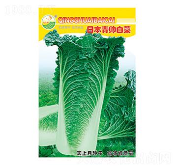 白菜種子-日本青帥白菜-太樂種業(yè)